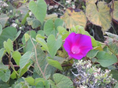 Ipomoea orizabensis, photographed by Tereso Hernández Morales
