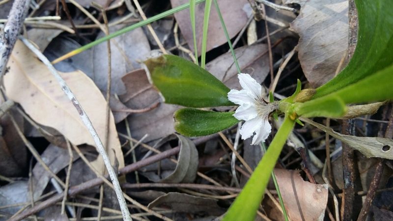 Scaevola repens, photographed by Helium Luo