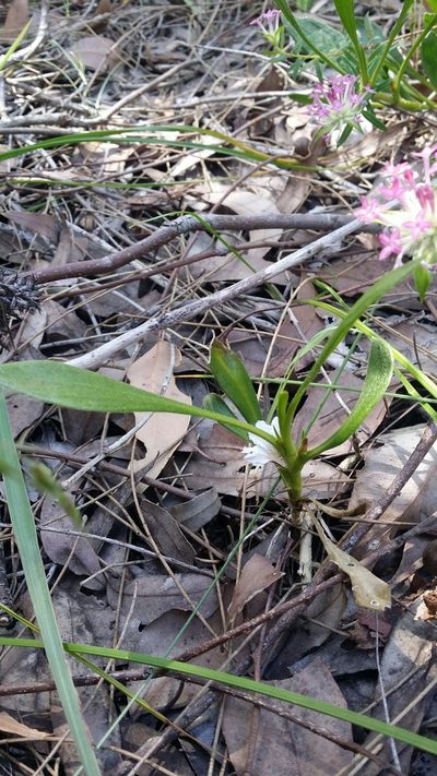 Scaevola repens, photographed by Helium Luo