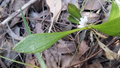 Scaevola repens, photographed by Helium Luo