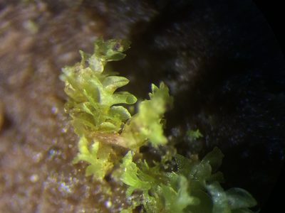 Scapania apiculata, photographed by Étienne Lacroix-Carignan
