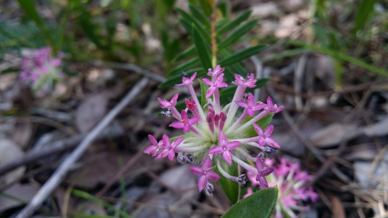 Pimelea rosea, photographed by Helium Luo