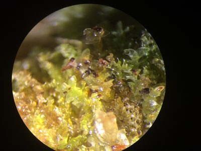 Scapania apiculata, photographed by Étienne Lacroix-Carignan