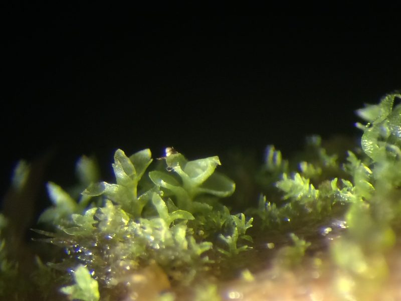 Scapania apiculata, photographed by Étienne Lacroix-Carignan