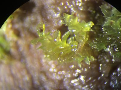 Scapania apiculata, photographed by Étienne Lacroix-Carignan