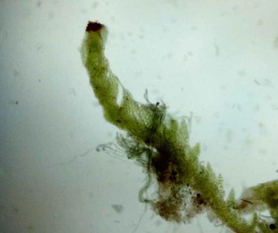 Crossocalyx hellerianus, photographed by Étienne Lacroix-Carignan