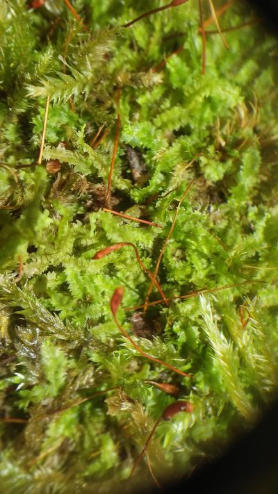 Geocalyx graveolens, photographed by Étienne Lacroix-Carignan