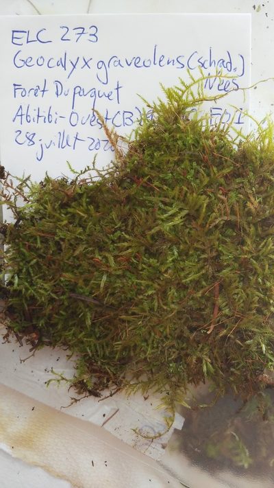 Geocalyx graveolens, photographed by Étienne Lacroix-Carignan