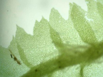 Geocalyx graveolens, photographed by Étienne Lacroix-Carignan