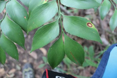 Bowenia spectabilis, photographed by Will Cornwell