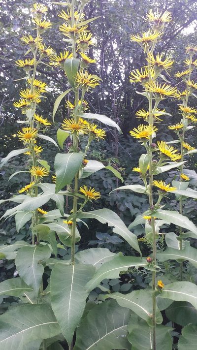 Inula racemosa, photographed by Tom Norton