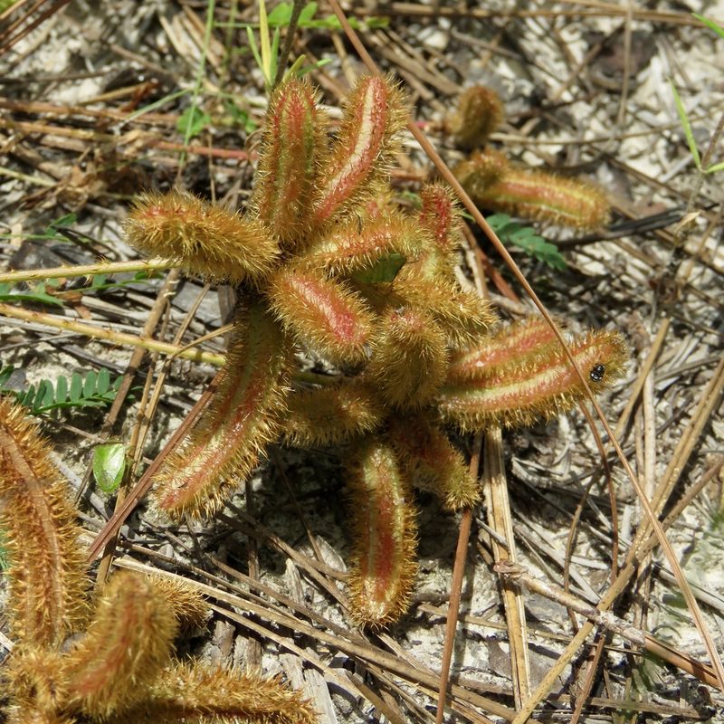 Mimosa hystricina, photographed by Laura Clark