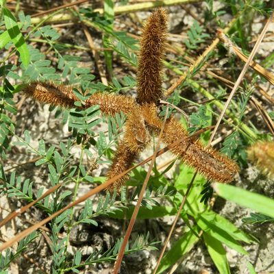 Mimosa hystricina, photographed by Laura Clark