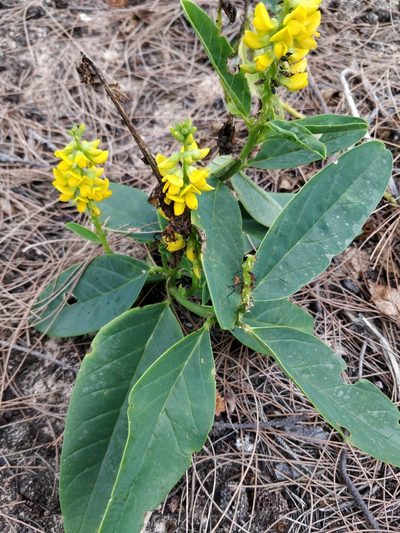 Crotalaria mitchellii, photographed by Will Cornwell
