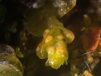Mylia anomala, photographed by Étienne Lacroix-Carignan