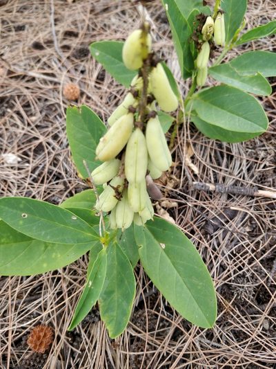 Crotalaria mitchellii, photographed by Will Cornwell