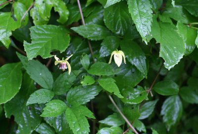 Clematis serratifolia, photographed by Oleg Kosterin
