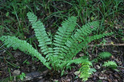 Dryopteris crassirhizoma, photographed by Oleg Kosterin