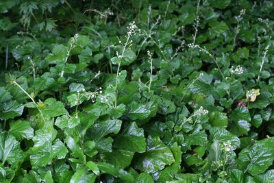 Adenocaulon himalaicum, photographed by Oleg Kosterin