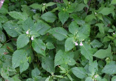 Impatiens furcillata, photographed by Oleg Kosterin