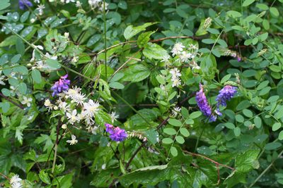 Vicia amurensis, photographed by Oleg Kosterin