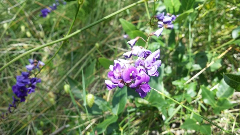 Hardenbergia comptoniana, photographed by Helium Luo