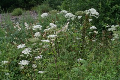 Angelica cincta