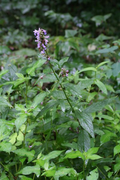Nepeta manchuriensis, photographed by Oleg Kosterin