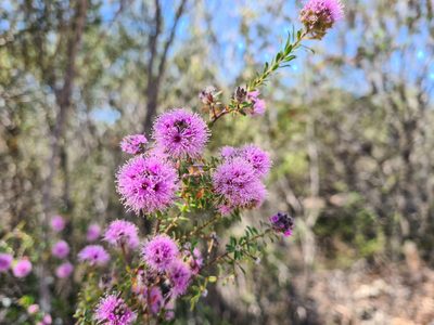 Kunzea capitata, photographed by Andrew Harvey