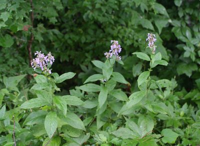 Nepeta manchuriensis, photographed by Oleg Kosterin