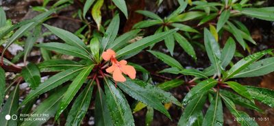 Impatiens verticillata, photographed by Srinivasan Kasinathan