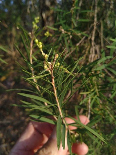 Melaleuca trichostachya, photographed by Tony van Kampen