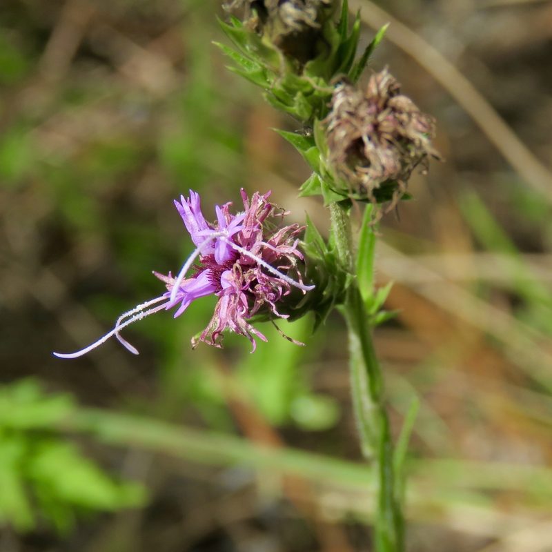 Liatris tenuis, photographed by Laura Clark