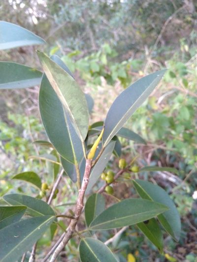 Ficus obliqua, photographed by Tony van Kampen