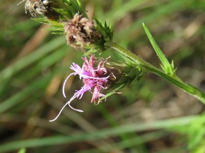 Liatris tenuis, photographed by Laura Clark