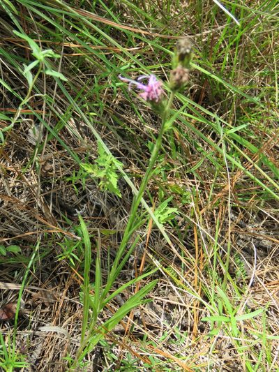 Liatris tenuis, photographed by Laura Clark