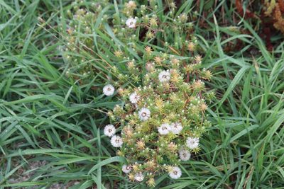 Symphyotrichum ciliatum, photographed by Kalvin Chan