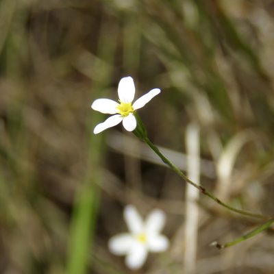 Chaetopappa asteroides, photographed by Laura Clark
