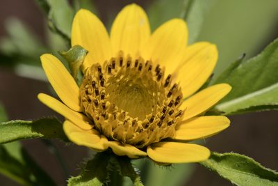 Bidens amplissima, photographed by David Badke