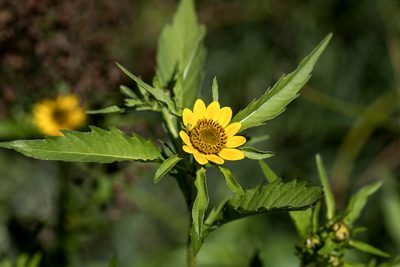 Bidens amplissima, photographed by David Badke
