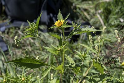 Bidens amplissima, photographed by David Badke