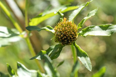 Bidens amplissima, photographed by David Badke