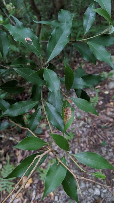 Cinnamomum philippinense, photographed by Cheng-Te Hsu