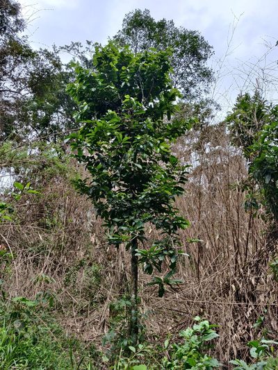 Vateria indica, photographed by T R Shankar Raman