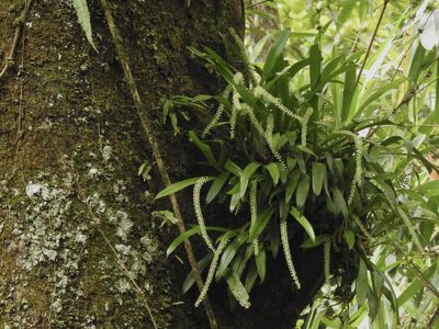 Liparis viridiflora, photographed by Divya Mudappa