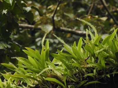 Liparis viridiflora, photographed by Divya Mudappa