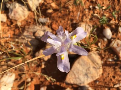 Moraea serpentina, photographed by Caroline Voget