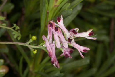 Fumaria bicolor, photographed by Drepanostoma