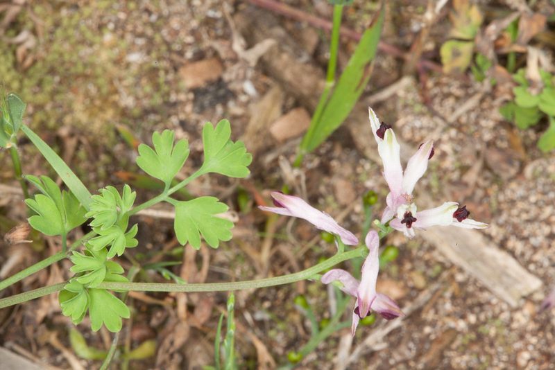 Fumaria bicolor, photographed by Drepanostoma