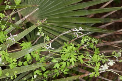 Fumaria bicolor, photographed by Drepanostoma